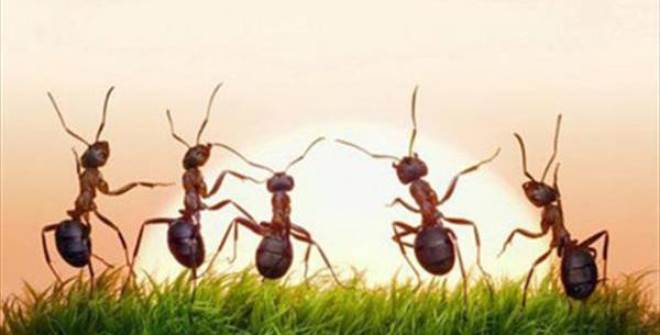 عکس مورچه های ادم خوار