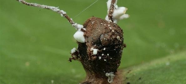 عکس مورچه های ادم خوار