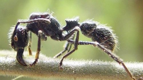 عکس مورچه های ادم خوار
