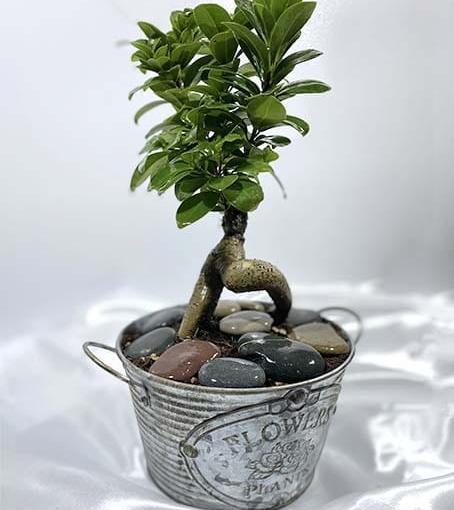 عکس گیاه بن سای