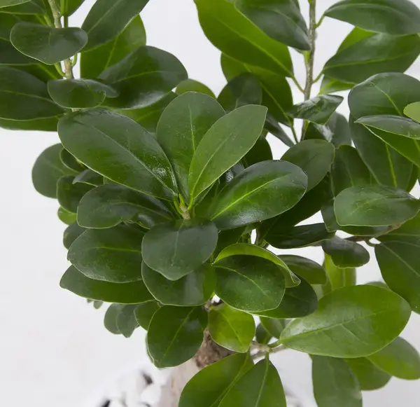 عکس گیاه بن سای