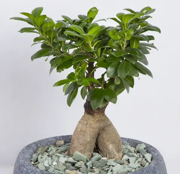 عکس گیاه بن سای