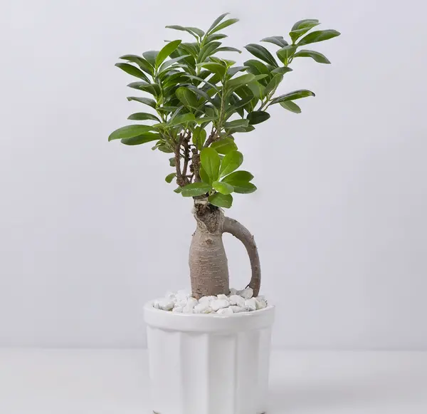 عکس گیاه بن سای