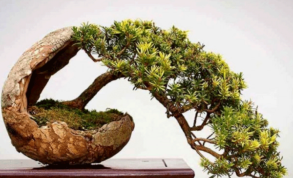 عکس گیاه بن سای