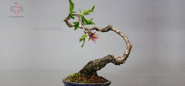 عکس گیاه بن سای