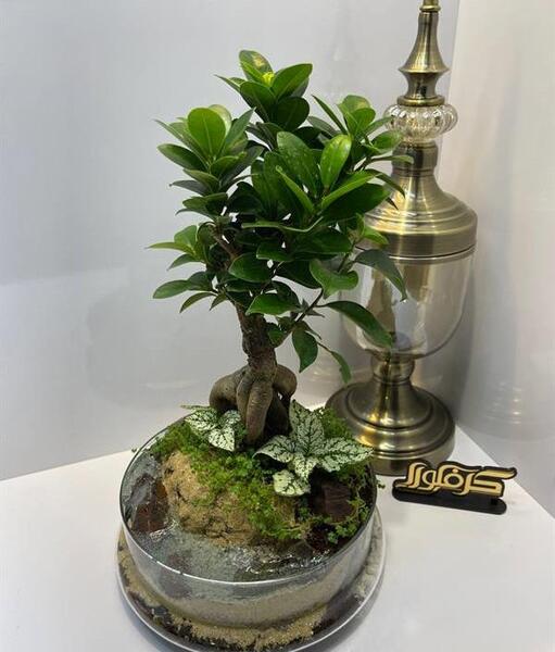 عکس گیاه بن سای