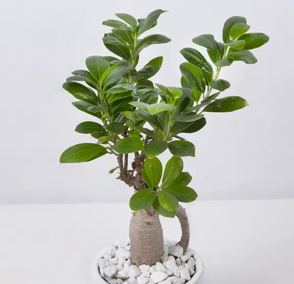 عکس گیاه بن سای