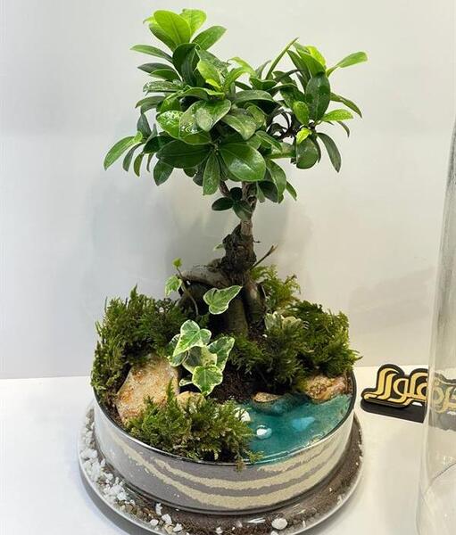 عکس گیاه بن سای