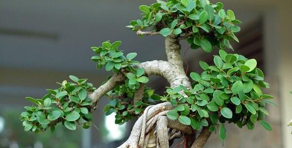 عکس گیاه بن سای