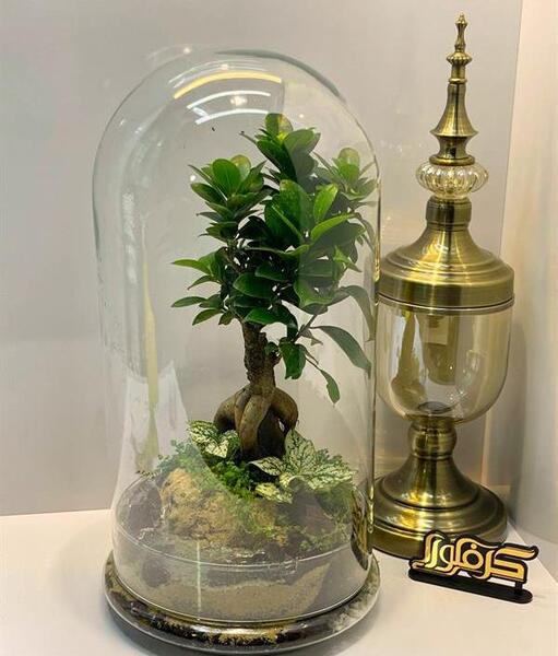 عکس گیاه بن سای
