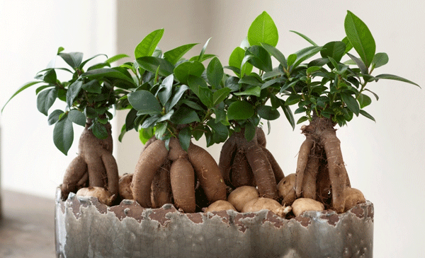 عکس گیاه بن سای