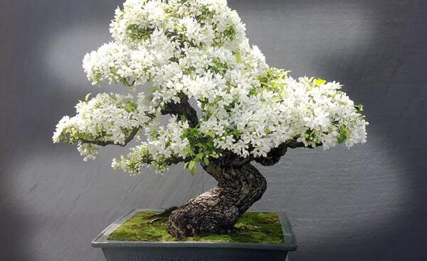 عکس گیاه بن سای