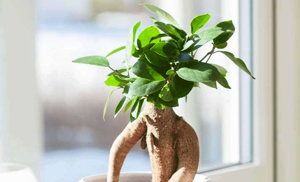 عکس گیاه بن سای