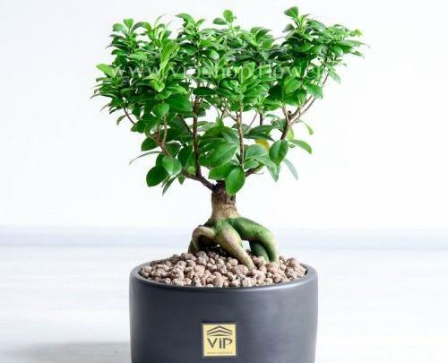 عکس گیاه بن سای