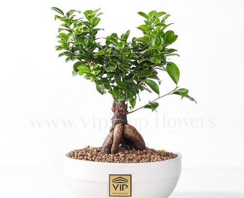 عکس گیاه بن سای
