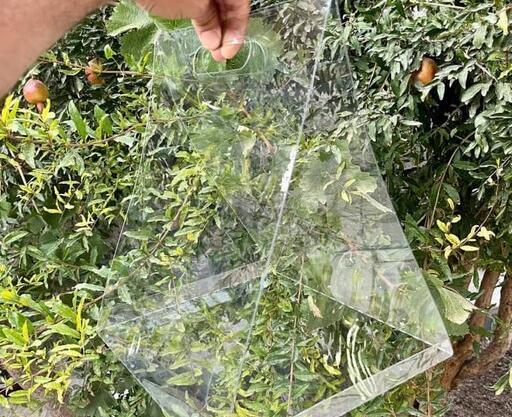 عکس گوشواره السا