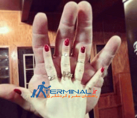 عکس های ملوان زبل