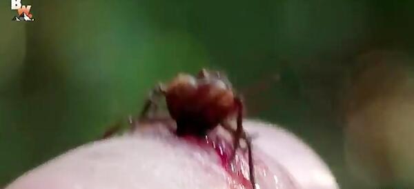 عکس مورچه آدم خوار
