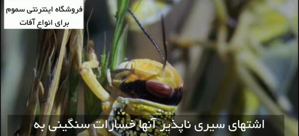 عکس مورچه آدم خوار