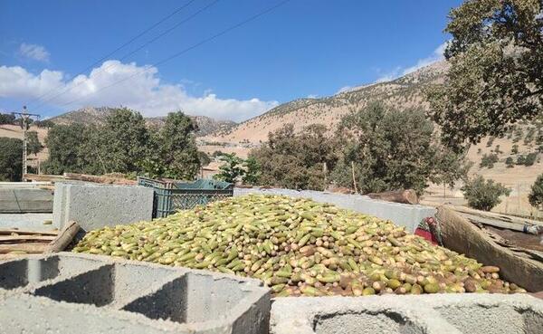 عکس بلوط کوهی
