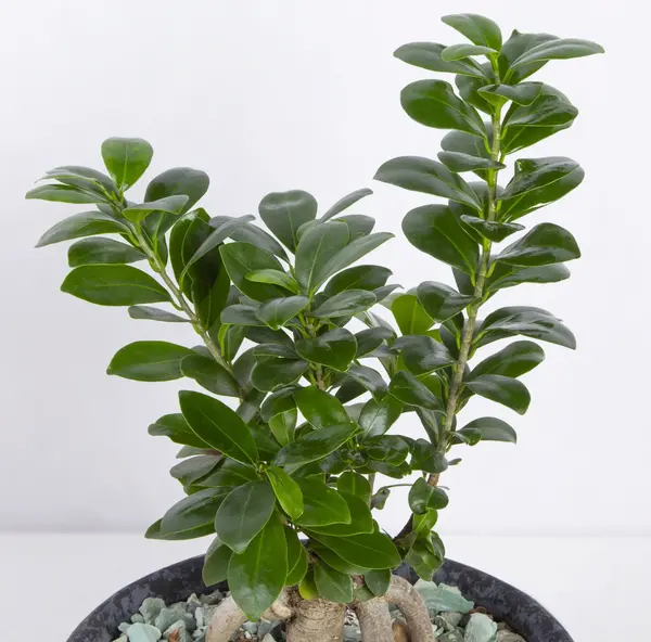 عکس بن سای