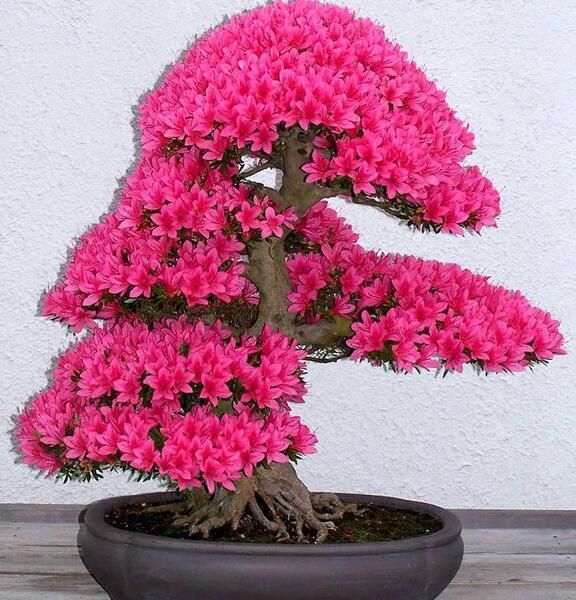 عکس بن سای