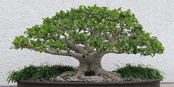 عکس بن سای