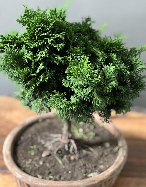 عکس بن سای