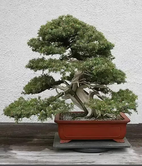 عکس بن سای