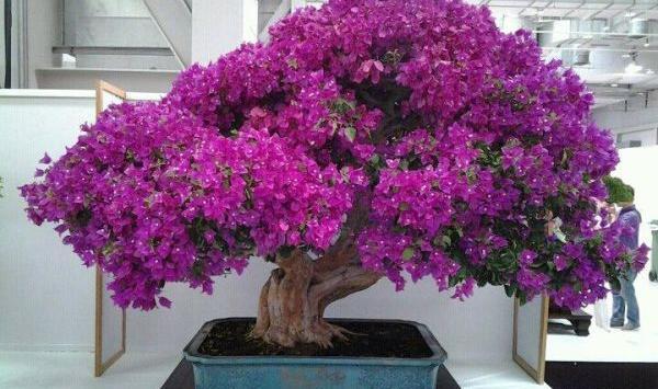عکس بن سای