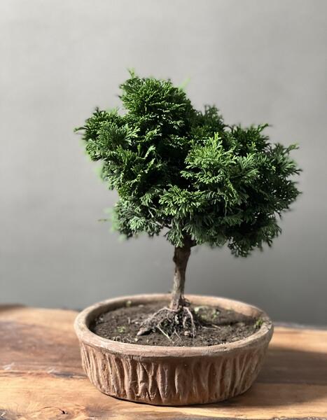 عکس بن سای
