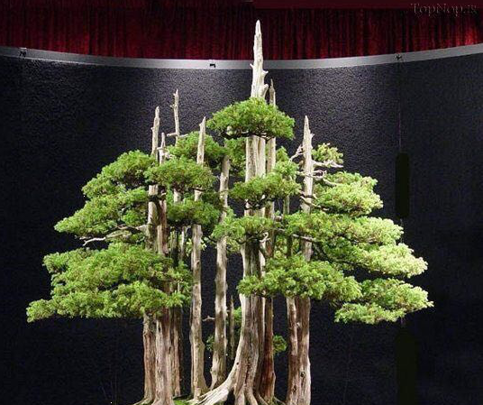 عکس بن سای