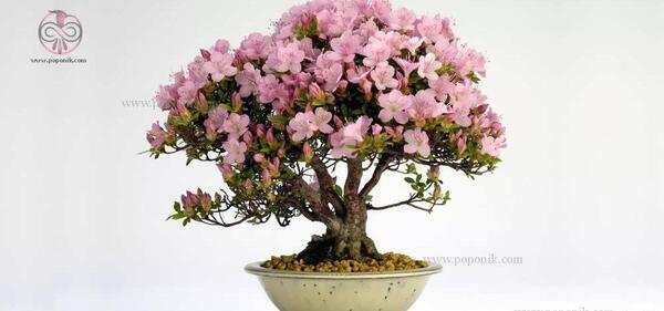 عکس بن سای