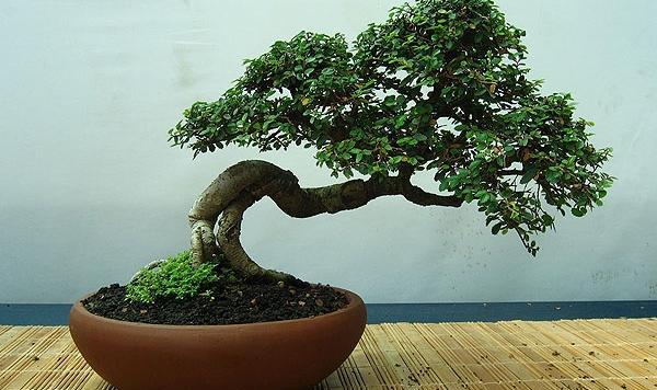 عکس بن سای