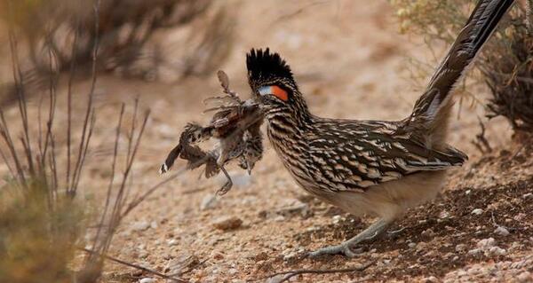 عکس میگ میگ و گرگ واقعی