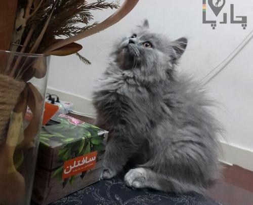 عکس گربه پرشین بلو