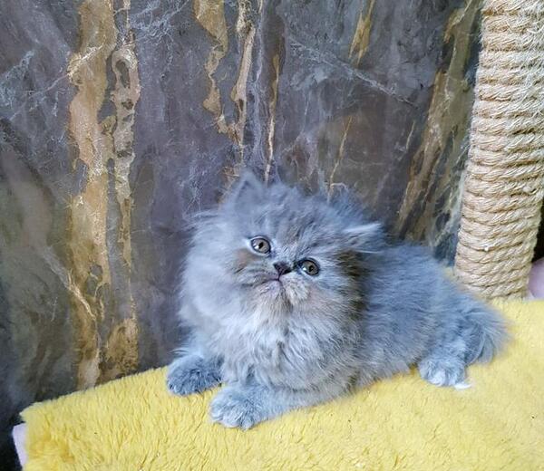 عکس گربه پرشین بلو