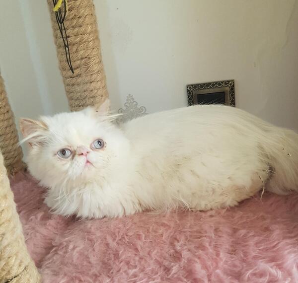 عکس گربه پرشین بلو