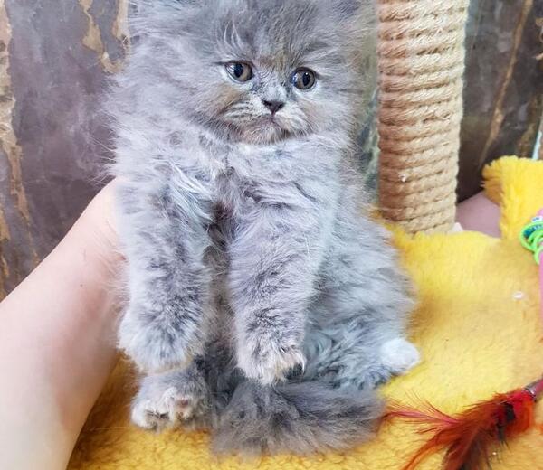 عکس گربه پرشین بلو