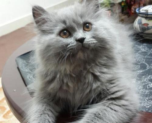 عکس گربه پرشین بلو
