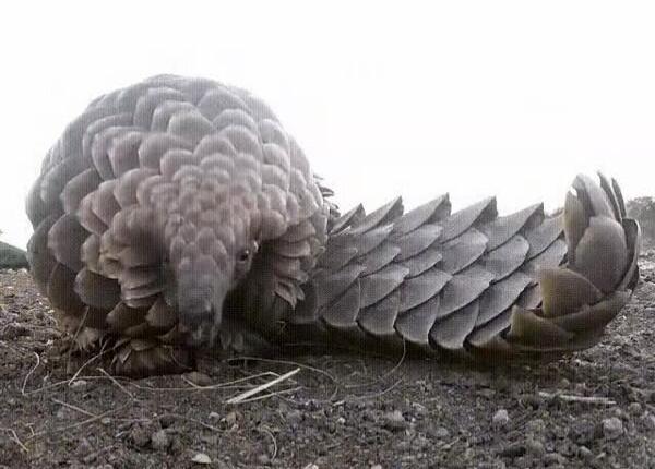 عکس مورچه خوار بزرگ
