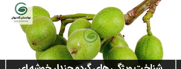 عکس میوه ی بلوبری