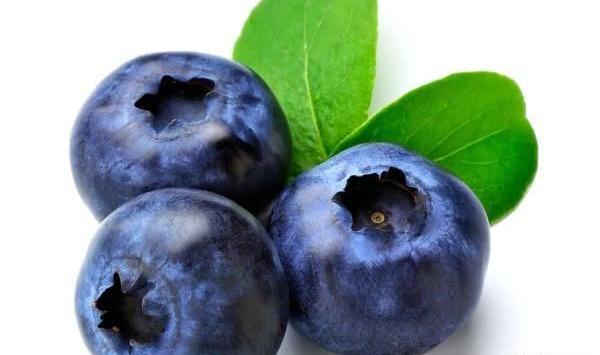 عکس میوه ی بلوبری