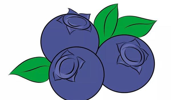 عکس میوه ی بلوبری