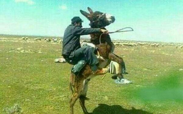 عکس زورو واقعی