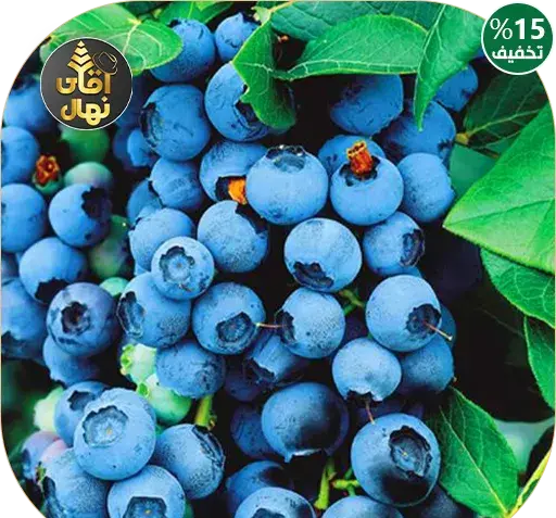 عکس درخت بلوبری