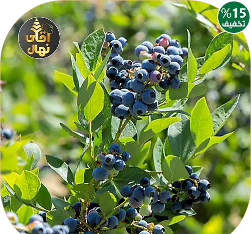 عکس درخت بلوبری