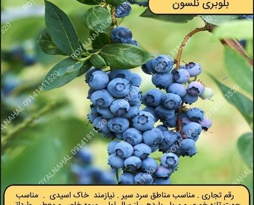 عکس درخت بلوبری