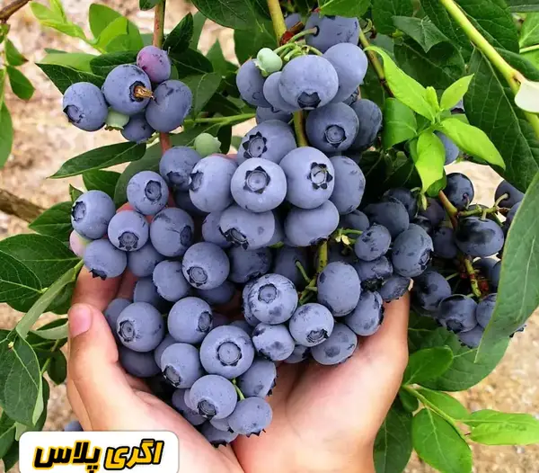 عکس درخت بلوبری