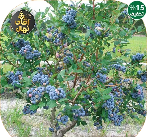 عکس درخت بلوبری